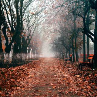 Windows dark autumn wallpaper