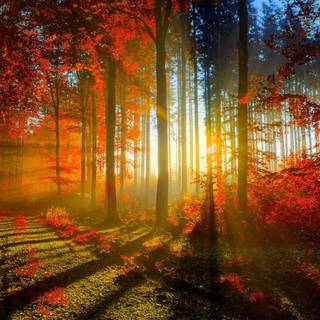 Windows dark autumn wallpaper