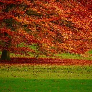 Windows dark autumn wallpaper