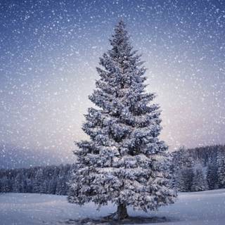 Snow and Christmas lights wallpaper