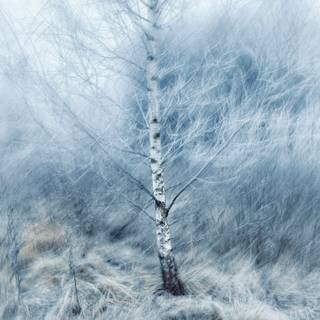 Winter textures wallpaper