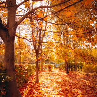 Autumn nature vertical wallpaper