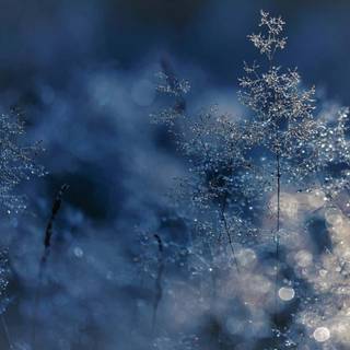 Winter textures wallpaper