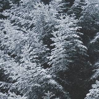 Winter textures wallpaper