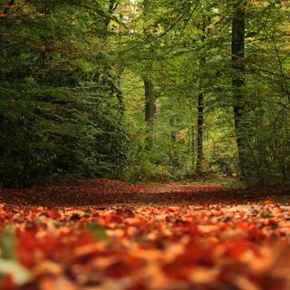 4k autumn nature wallpaper