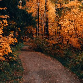 4k autumn nature wallpaper