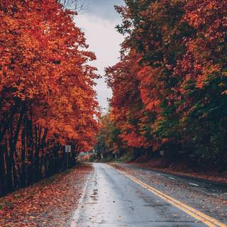 Autumn nature vertical wallpaper