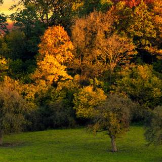 Autumn nature vertical wallpaper