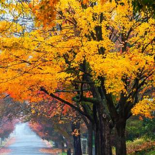 Autumn nature vertical wallpaper