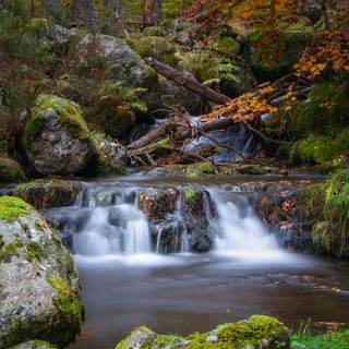 Autumn nature vertical wallpaper