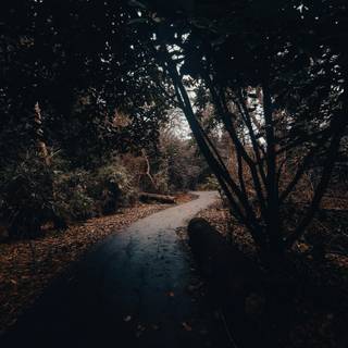 Autumn nature vertical wallpaper