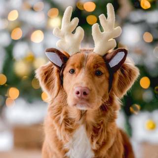 Preppy Christmas dog wallpaper