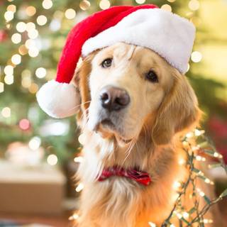 Preppy Christmas dog wallpaper