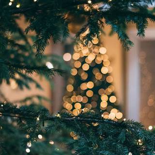 Preppy Christmas trees wallpaper