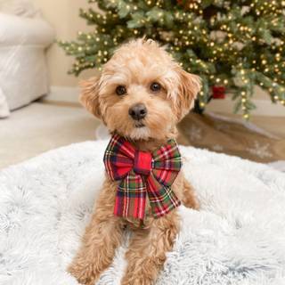 Preppy Christmas dog wallpaper