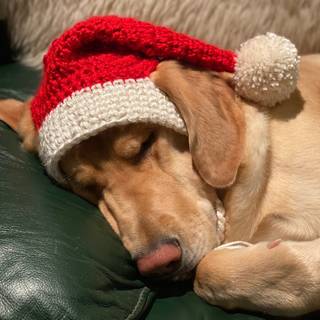 Preppy Christmas dog wallpaper