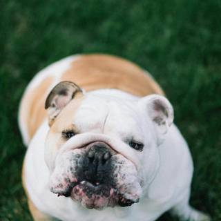 Puppy Bulldog wallpaper