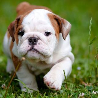 Puppy Bulldog wallpaper
