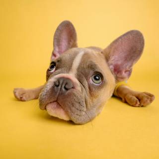 Puppy Bulldog wallpaper