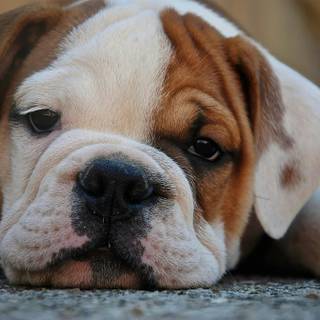 Puppy Bulldog wallpaper