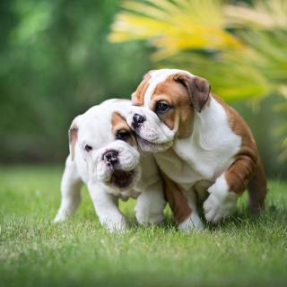 Puppy Bulldog wallpaper