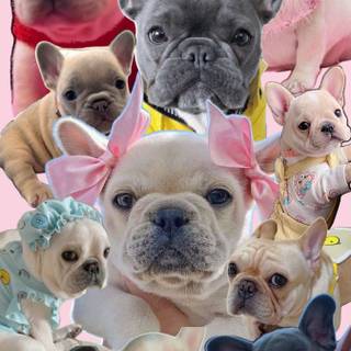 Puppy Bulldog wallpaper