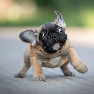 Puppy Bulldog wallpaper