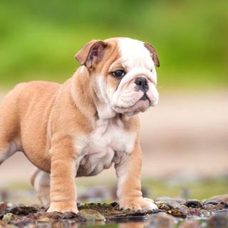 Puppy Bulldog wallpaper