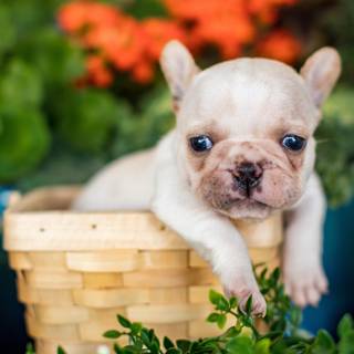 Puppy Bulldog wallpaper