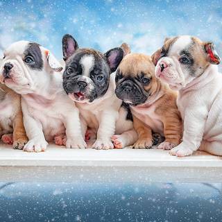 Puppy Bulldog wallpaper