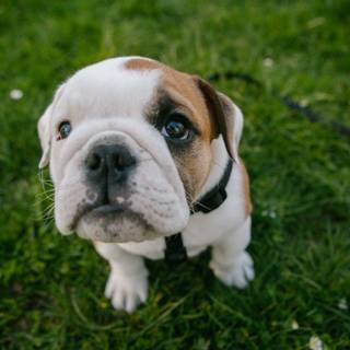 Puppy Bulldog wallpaper