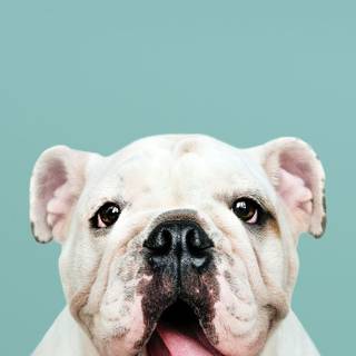 Puppy Bulldog wallpaper