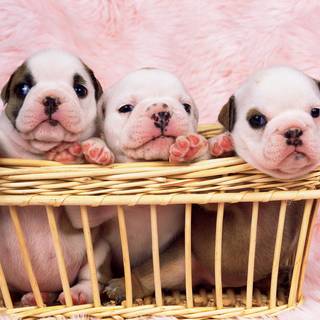 Puppy Bulldog wallpaper