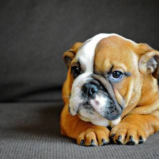 Puppy Bulldog wallpaper