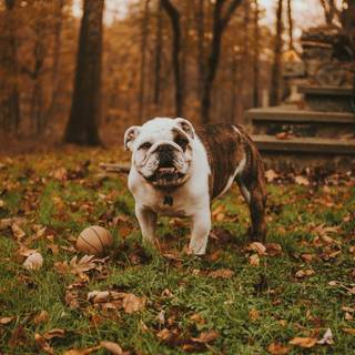 Puppy Bulldog wallpaper