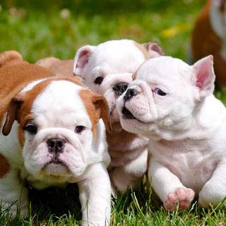 Puppy Bulldog wallpaper