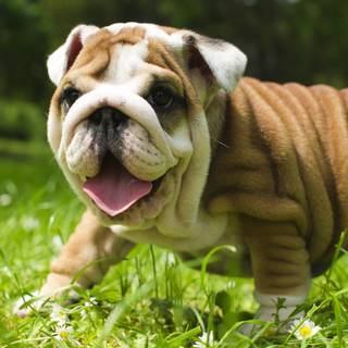 Puppy Bulldog wallpaper