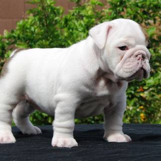 Puppy Bulldog wallpaper