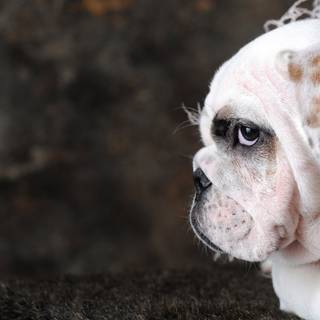 Puppy Bulldog wallpaper
