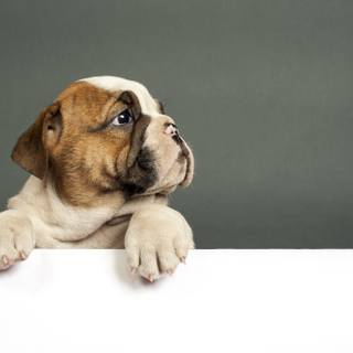 Puppy Bulldog wallpaper