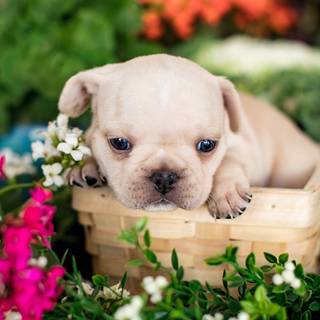 Puppy Bulldog wallpaper