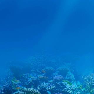 Underwater 4k iPhone wallpaper