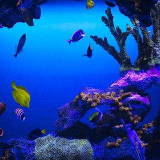 Underwater 4k iPhone wallpaper