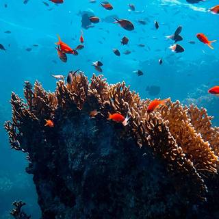 Underwater 4k iPhone wallpaper