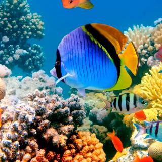 Underwater 4k iPhone wallpaper