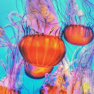 Underwater 4k iPhone wallpaper