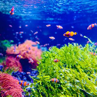 Underwater 4k iPhone wallpaper