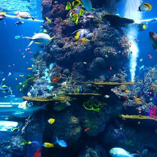 Underwater 4k iPhone wallpaper