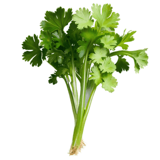 Cilantro wallpaper