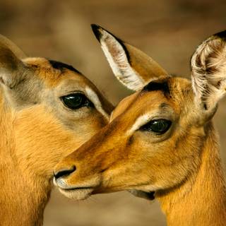 Antelopes wallpaper